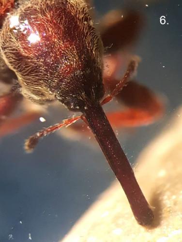 Réf. 273 020 : Anthonomus rectirostris